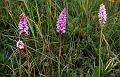 Common Spotted Orchids, Old Winchester Hill NNR, Hampshire